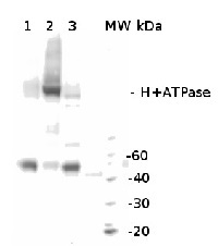 H+ATPase | Plasma membrane H+ATPase (chicken antibody) in the group Antibodies for Plant/Algal  / Global Antibodies at Agrisera AB (Antibodies for research) (AS13 2671)
